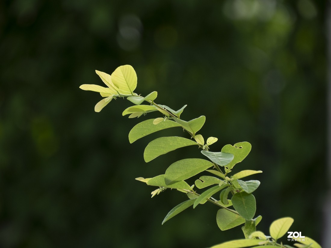 奥林巴斯M.ZUIKO DIGITAL ED 12-200mm f/3.5-6.3新头试拍