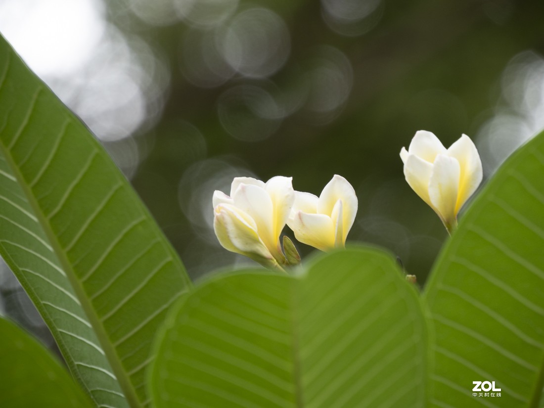 奥林巴斯M.ZUIKO DIGITAL ED 12-200mm f/3.5-6.3新头试拍