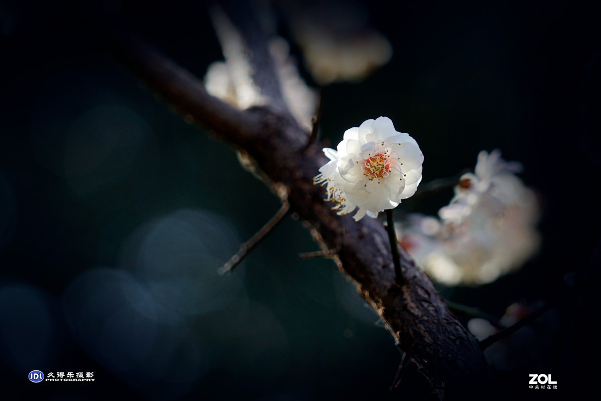 2021《梅花》祝元宵节快乐——（二）