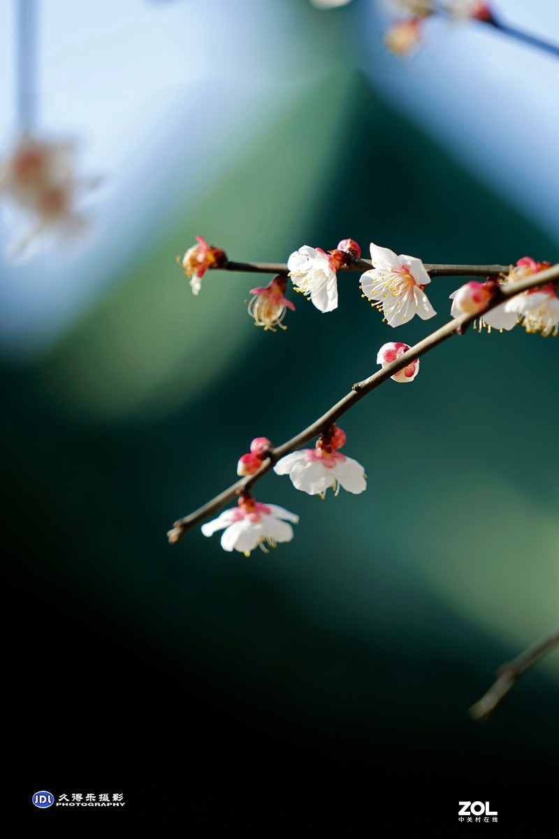 2021《梅花》祝元宵节快乐——（二）