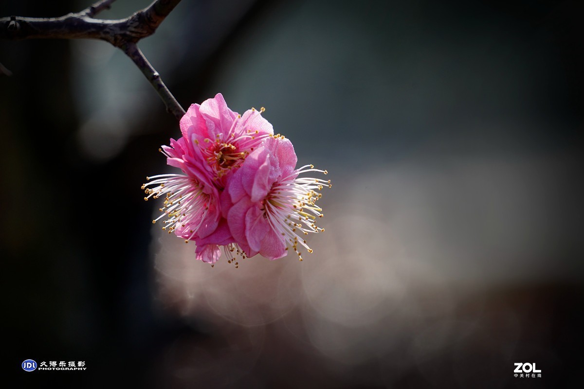 2021《梅花》祝元宵节快乐——（二）