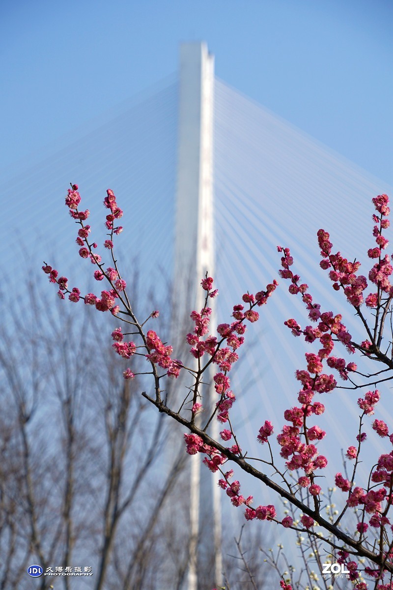 2021《梅花》祝元宵节快乐——（二）