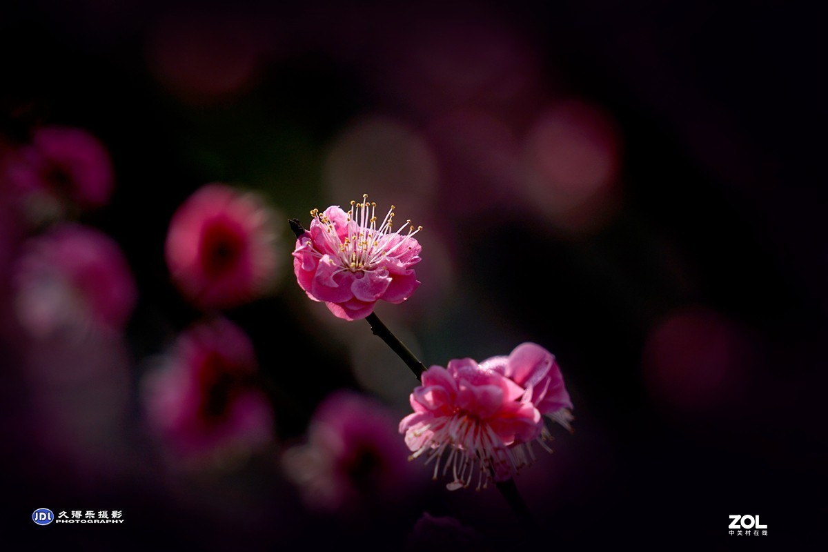 2021《梅花》祝元宵节快乐——（二）