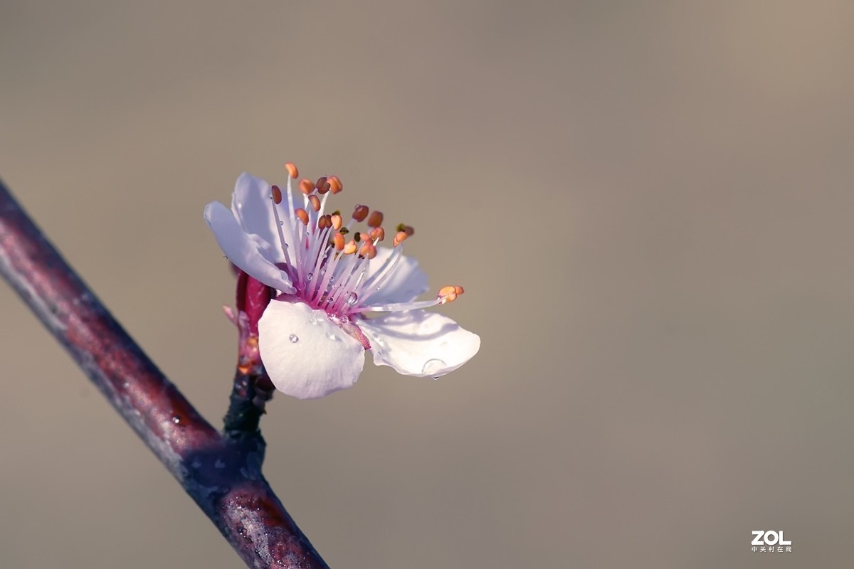 旧片_红叶李花2