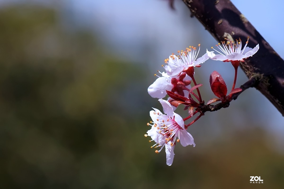 旧片_红叶李花2