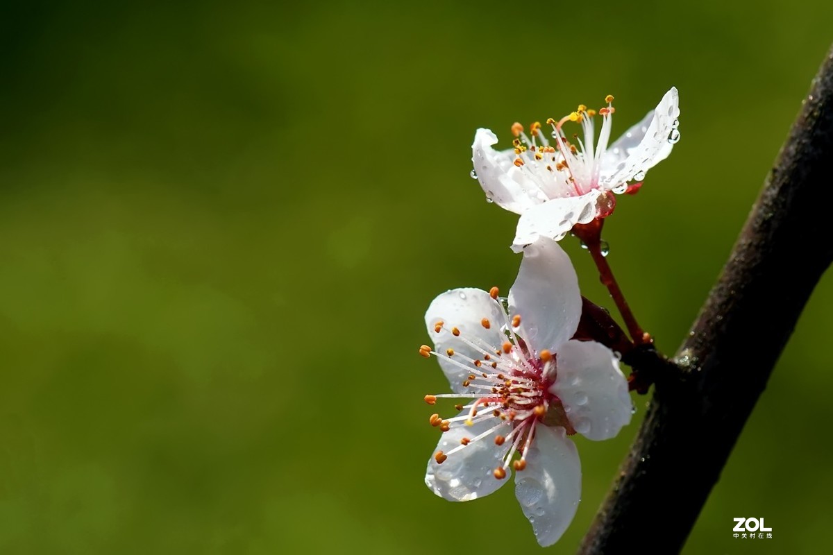 旧片_红叶李花2