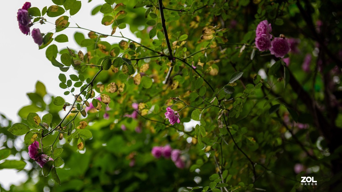 连续阴天只有在屋头拍点 小景