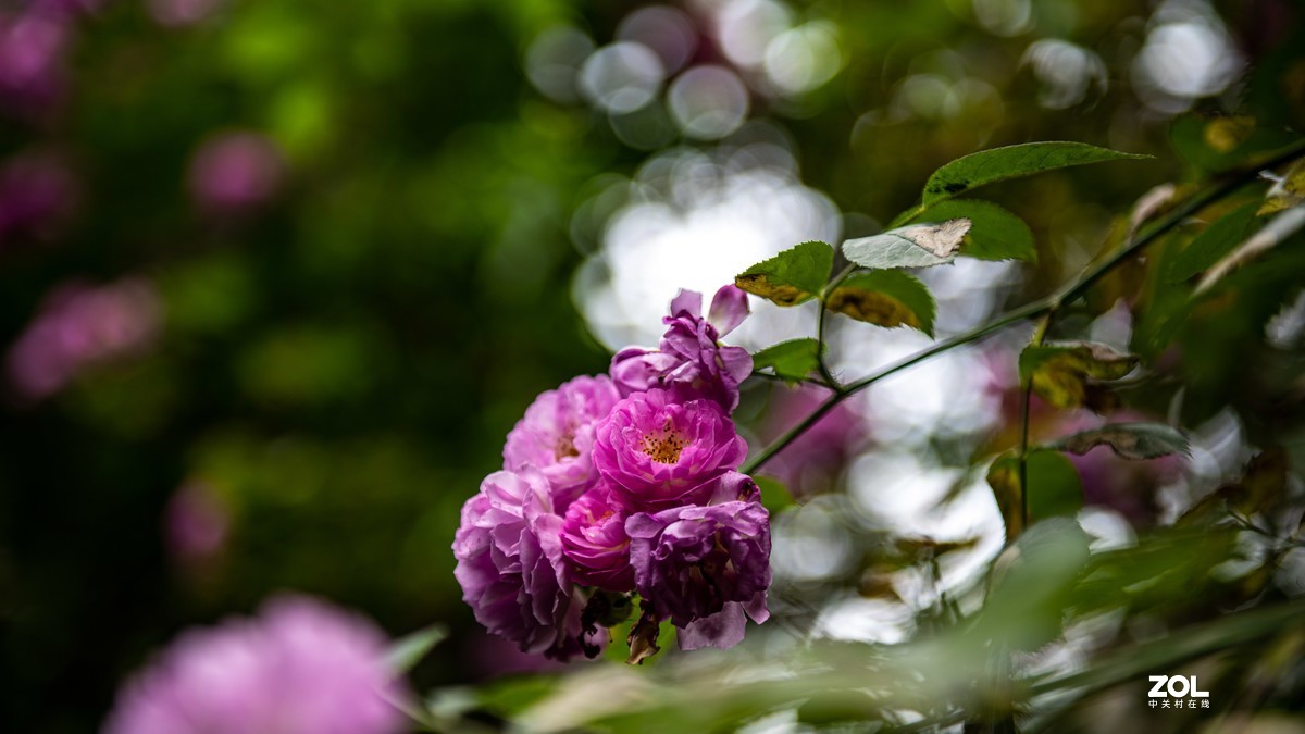 连续阴天只有在屋头拍点 小景