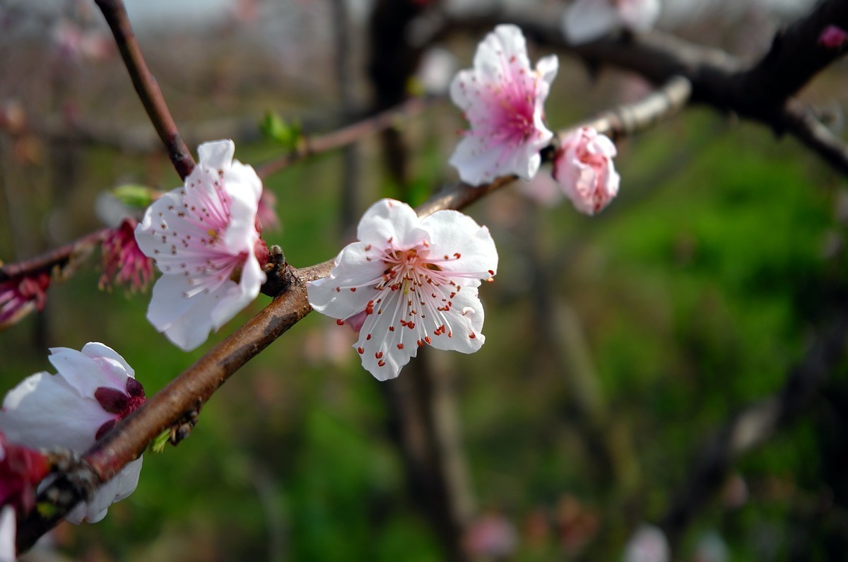 徕卡XTyp113（桃李争妍）