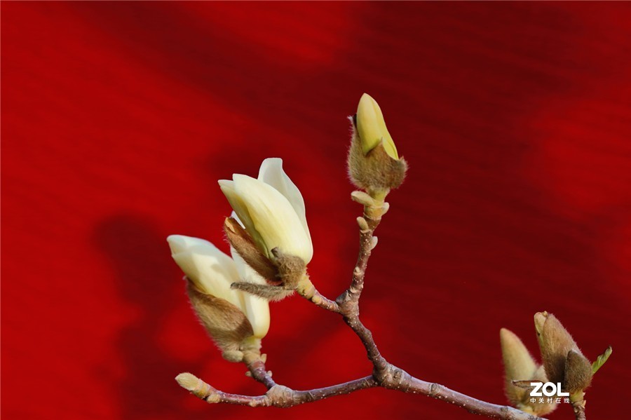 盛开的玉兰花（2）