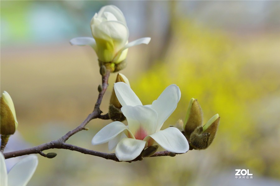 盛开的玉兰花（2）