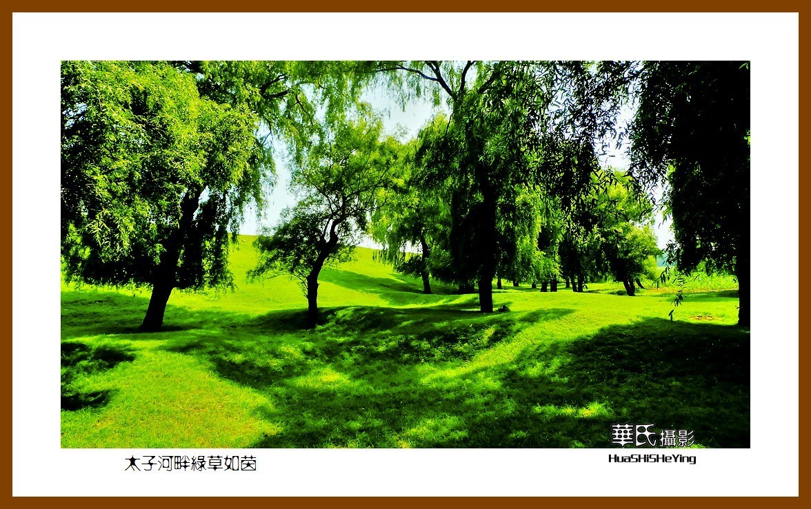 我爱家乡——太子河畔绿草如茵（辽宁鞍山海城腾鳌镇官坝子）