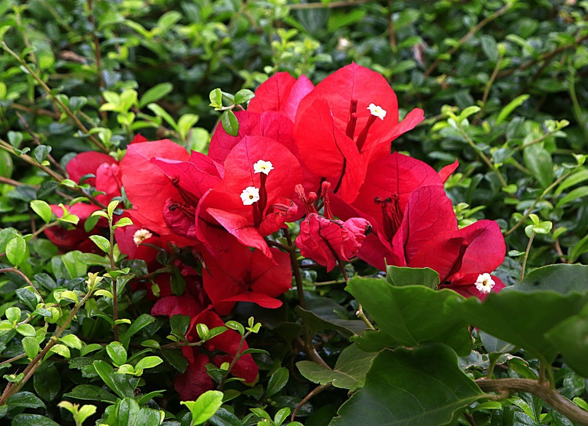 464【不老松海南游摄日记】21.03.10长島蓝湾的三角梅！