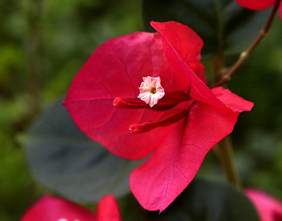 464【不老松海南游摄日记】21.03.10长島蓝湾的三角梅！