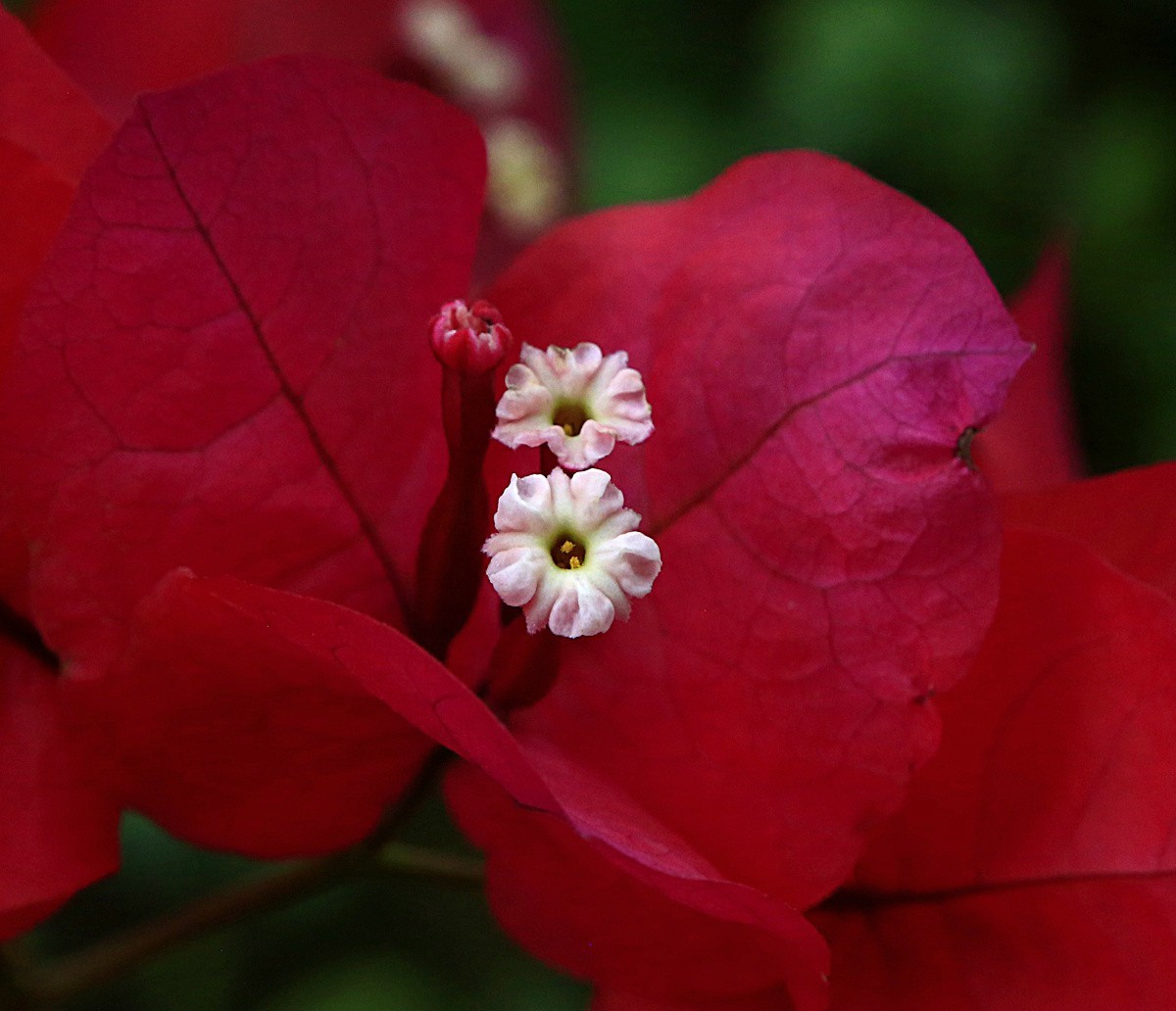 464【不老松海南游摄日记】21.03.10长島蓝湾的三角梅！