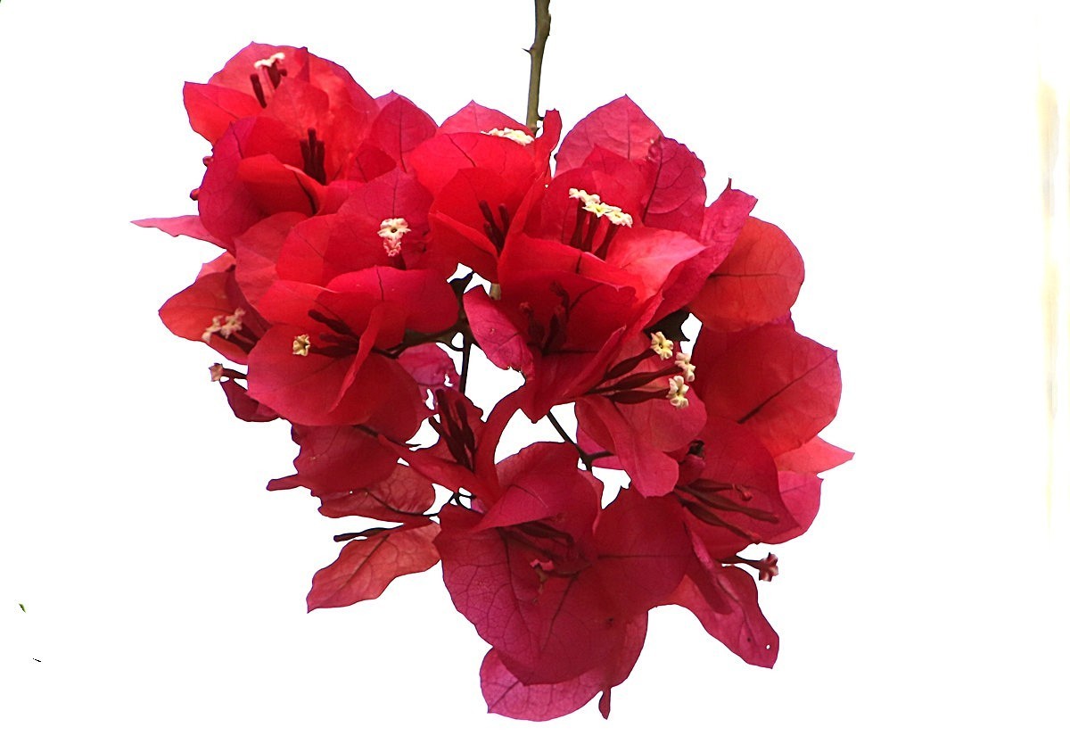 464【不老松海南游摄日记】21.03.10长島蓝湾的三角梅！