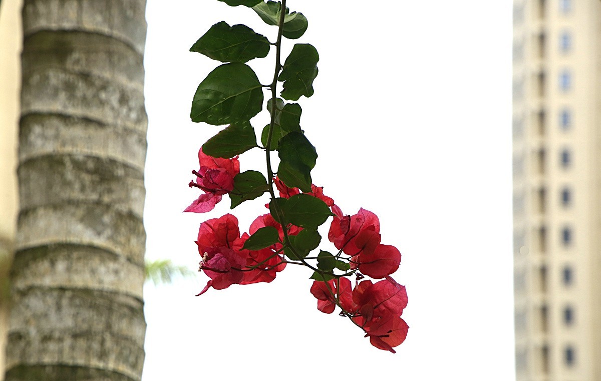 464【不老松海南游摄日记】21.03.10长島蓝湾的三角梅！