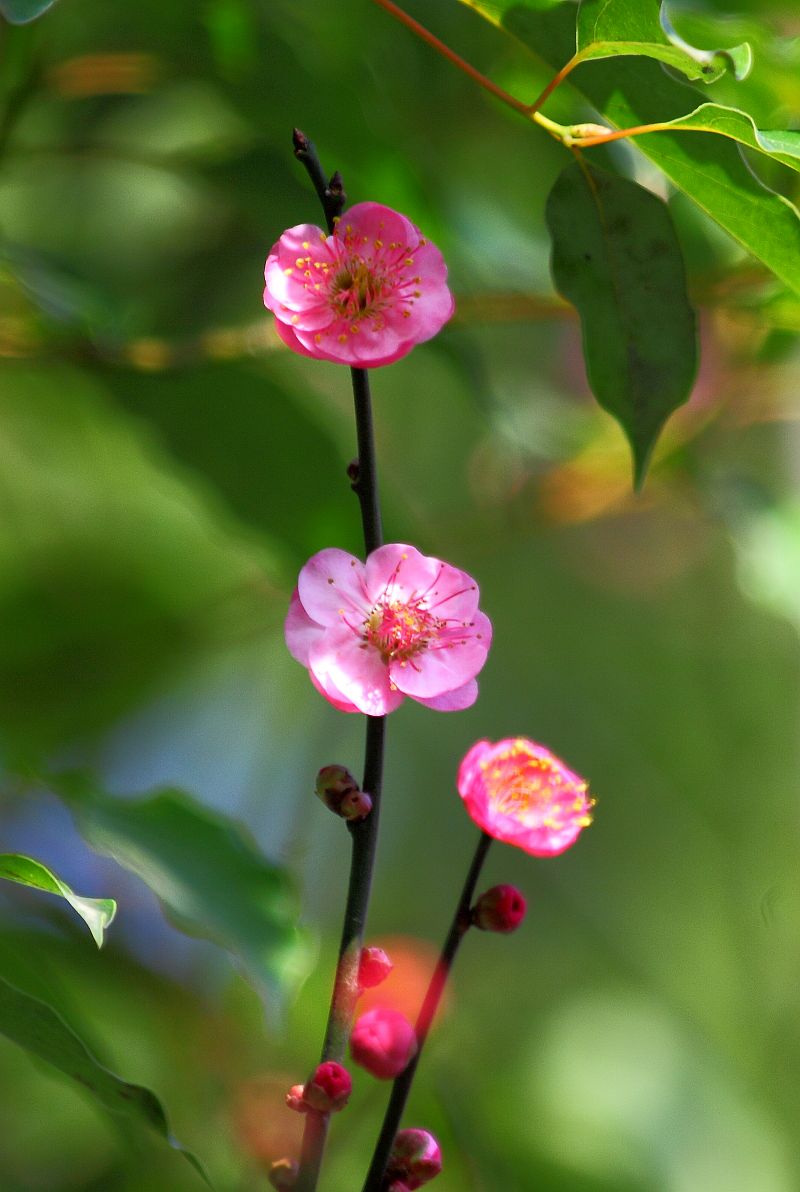 梅花渐次绽放（三）