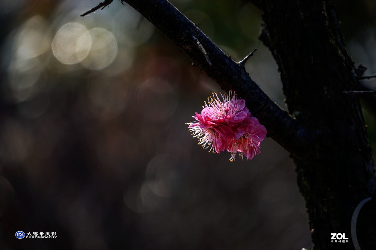 2021《梅花》祝元宵节快乐——（二）