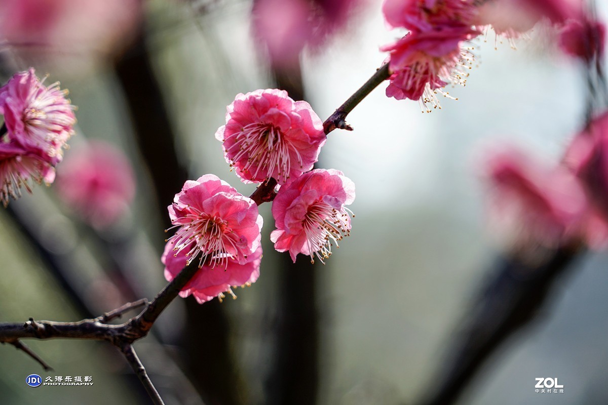 2021《梅花》祝元宵节快乐——（二）