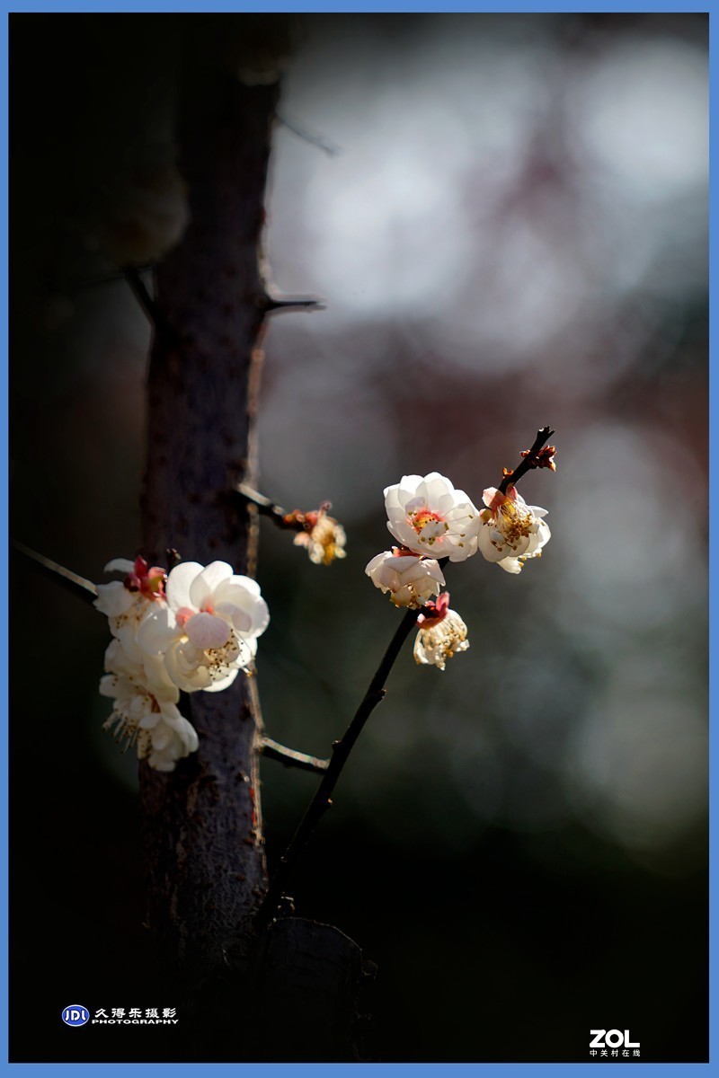 2021《梅花》祝元宵节快乐——（二）