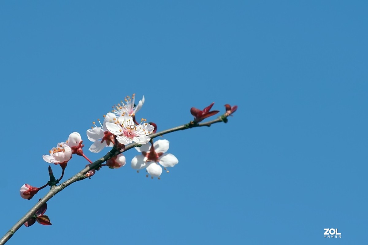 旧片_红叶李花2