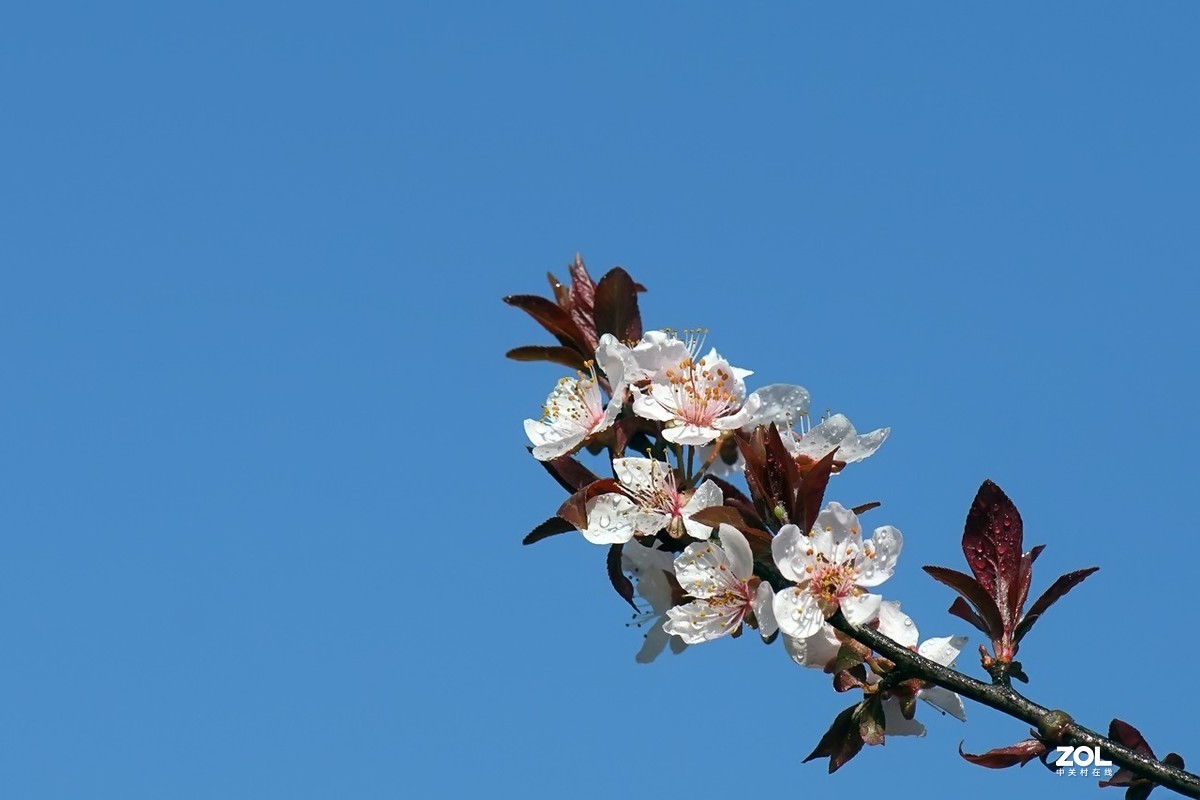 旧片_红叶李花2