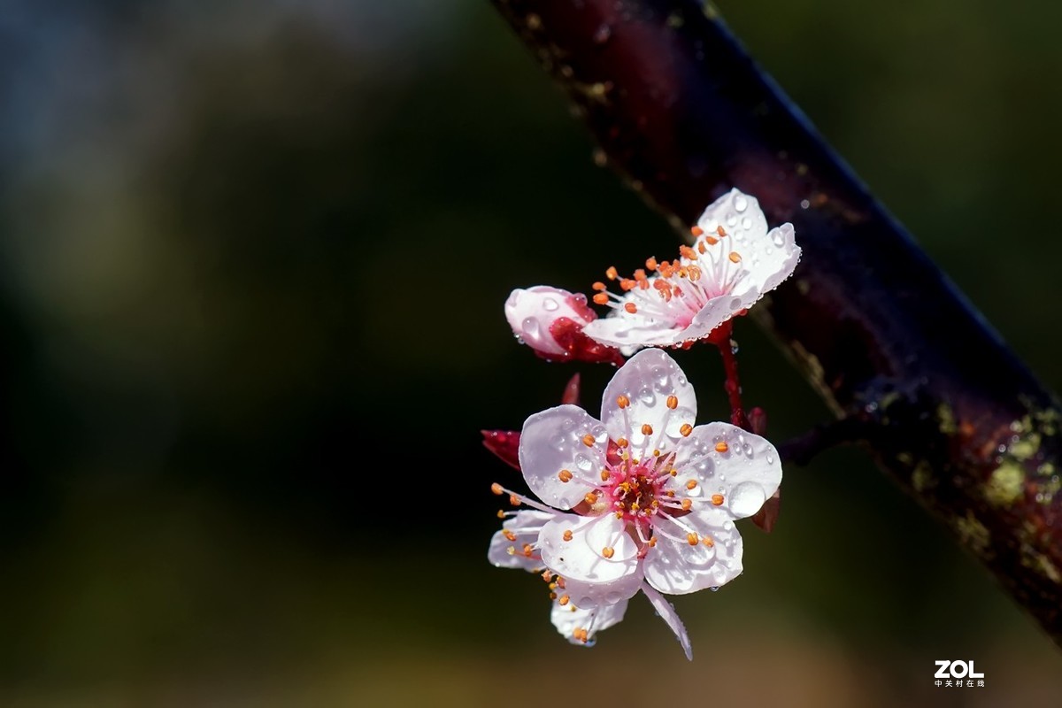 旧片_红叶李花2