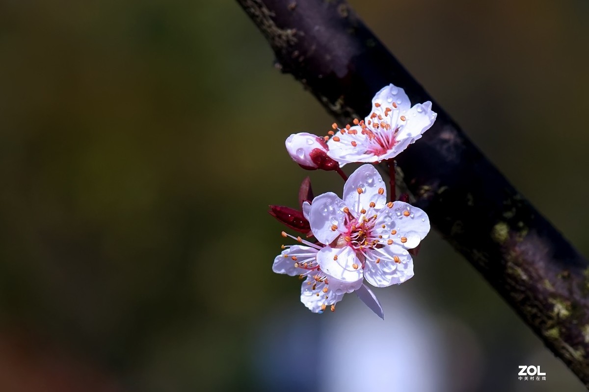 旧片_红叶李花2