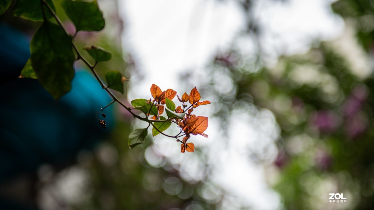 连续阴天只有在屋头拍点 小景