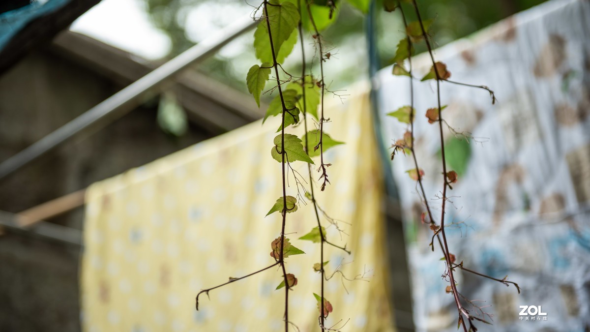 连续阴天只有在屋头拍点 小景