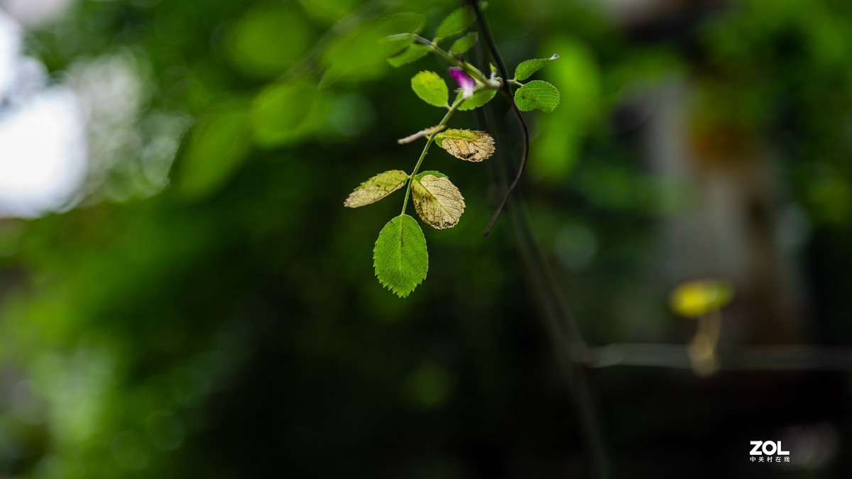连续阴天只有在屋头拍点 小景