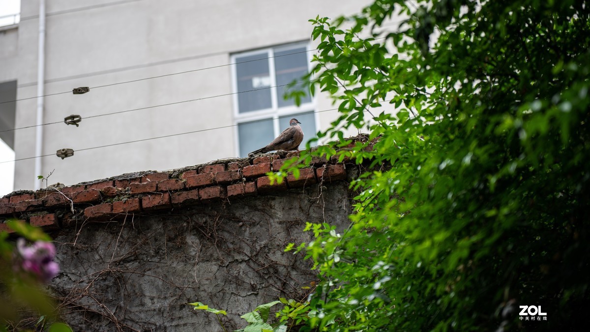 连续阴天只有在屋头拍点 小景
