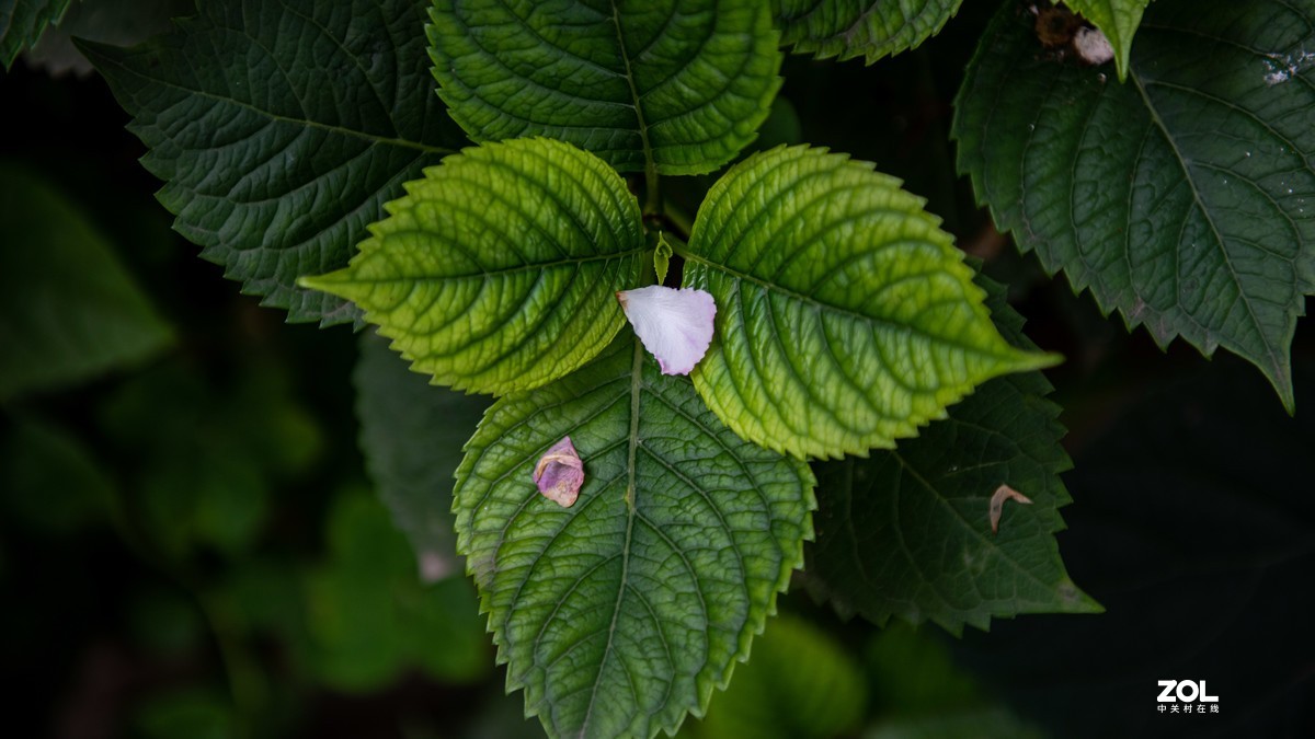 连续阴天只有在屋头拍点 小景