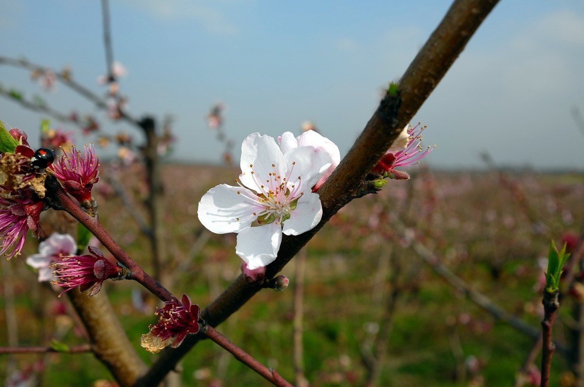 徕卡XTyp113（桃李争妍）