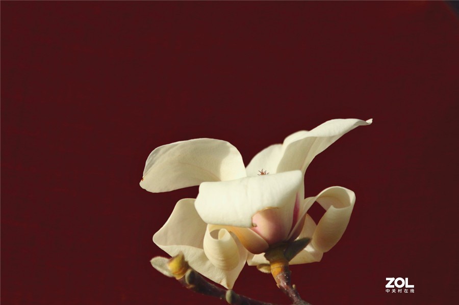 盛开的玉兰花（2）