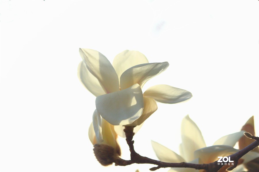 盛开的玉兰花（2）