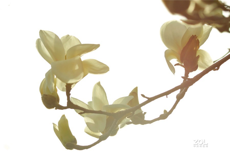 盛开的玉兰花（2）