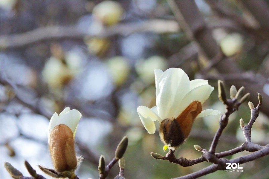 盛开的玉兰花（2）