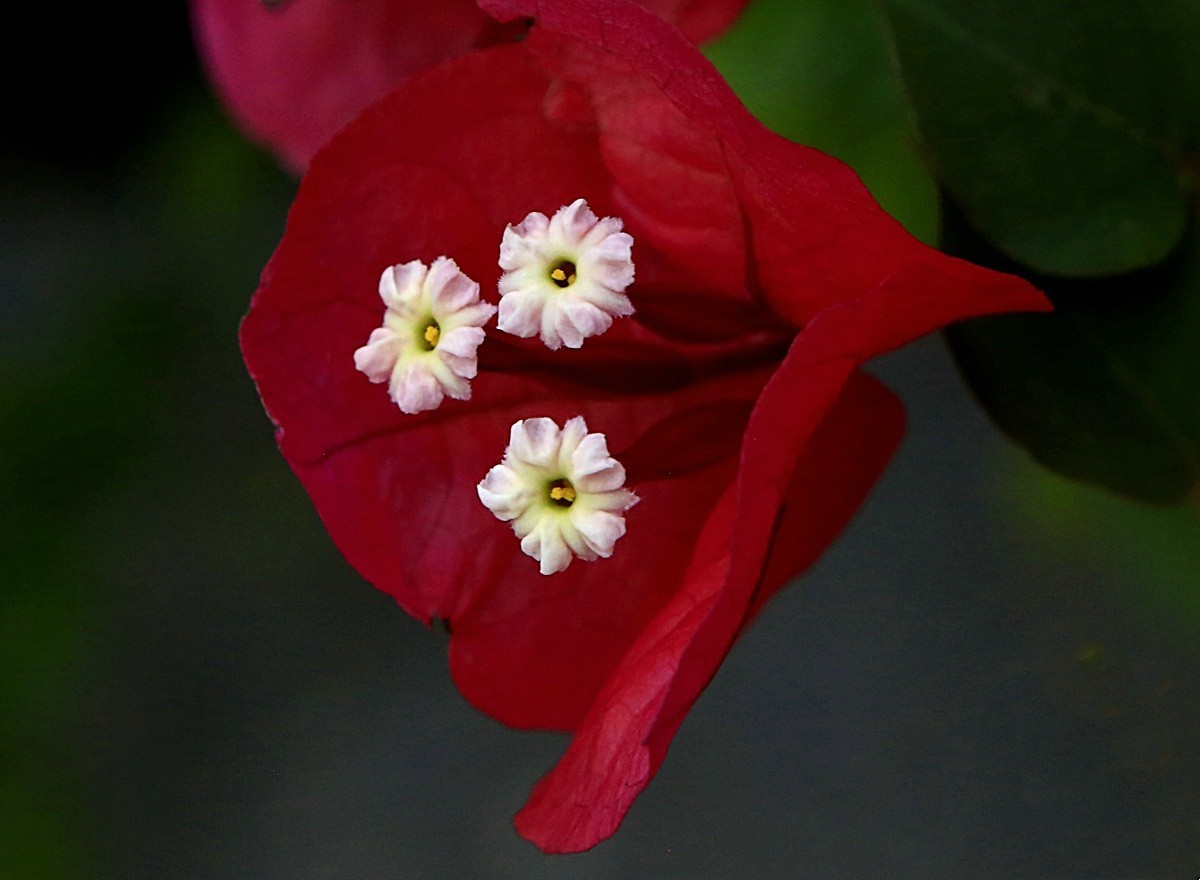 464【不老松海南游摄日记】21.03.10长島蓝湾的三角梅！