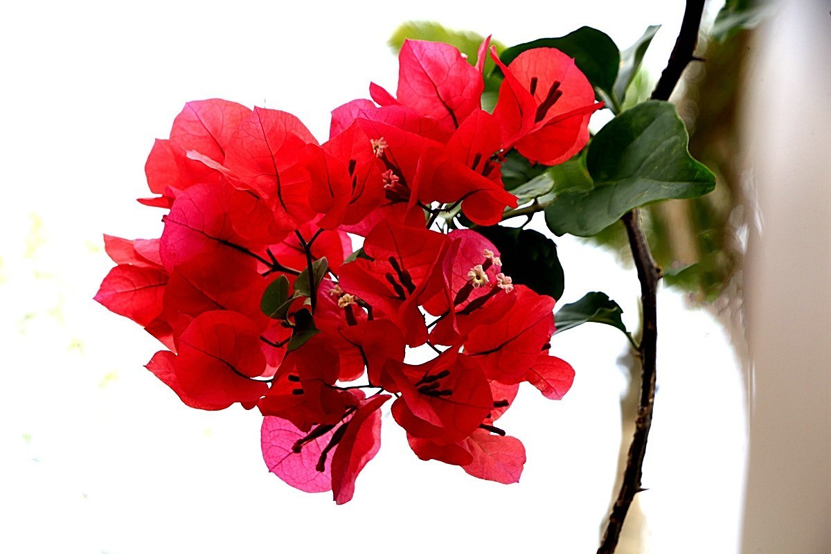 464【不老松海南游摄日记】21.03.10长島蓝湾的三角梅！