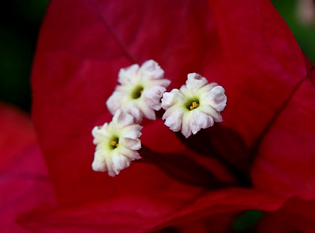 464【不老松海南游摄日记】21.03.10长島蓝湾的三角梅！