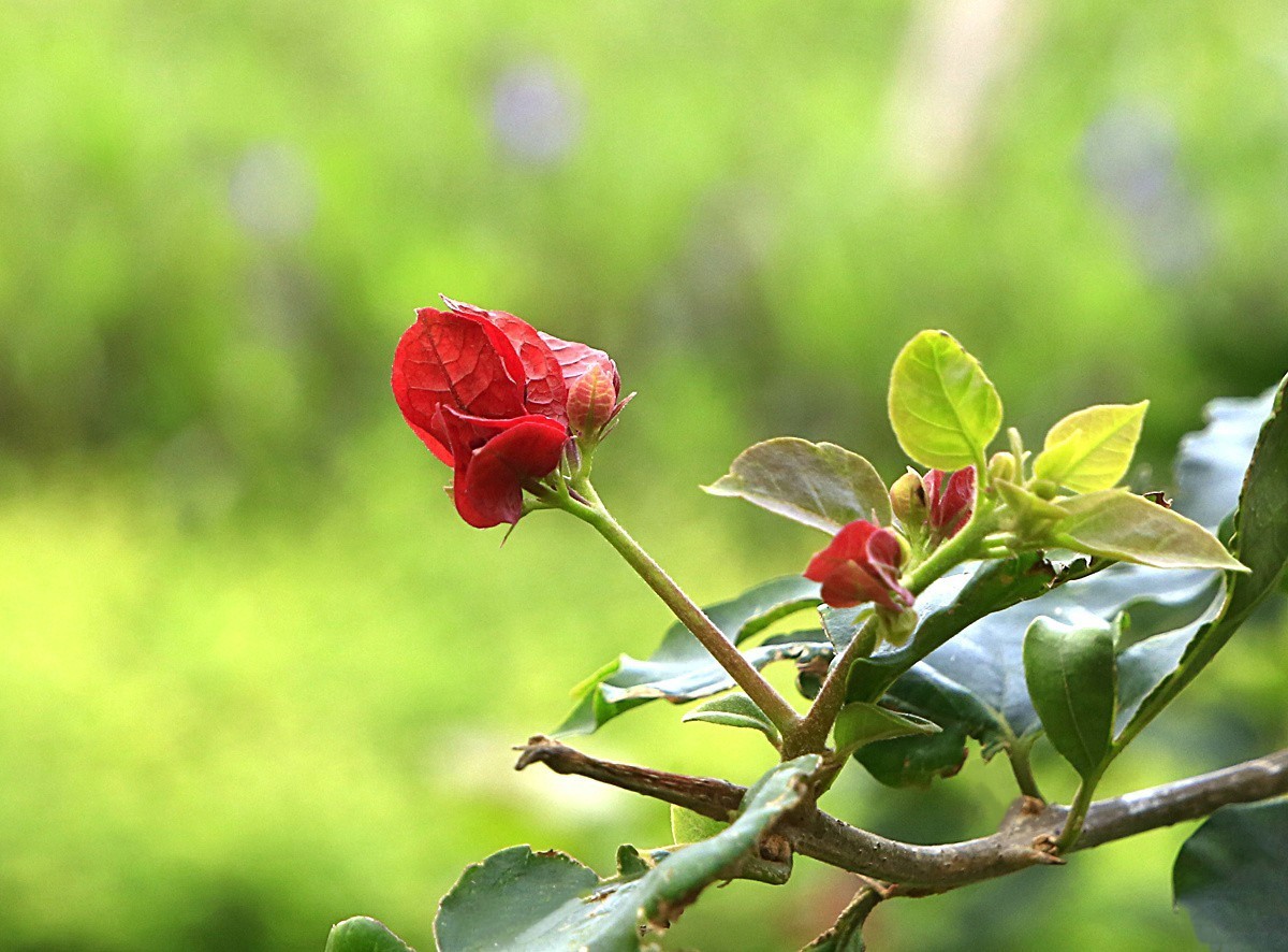 464【不老松海南游摄日记】21.03.10长島蓝湾的三角梅！