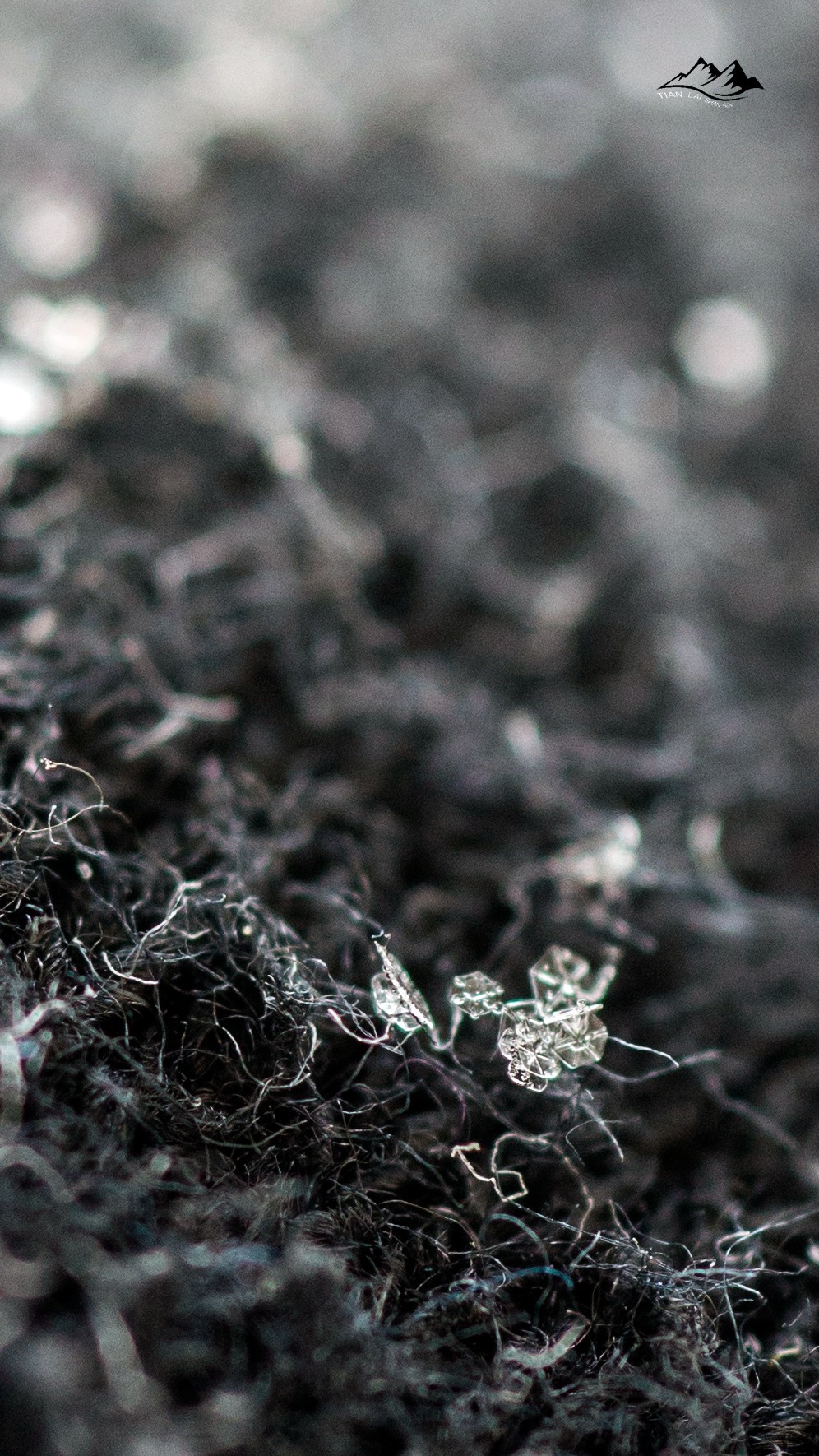 尼康60微 拍雪花  裁剪