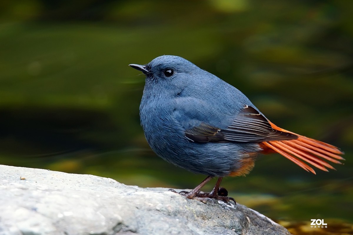 老箱底_红尾水鸲