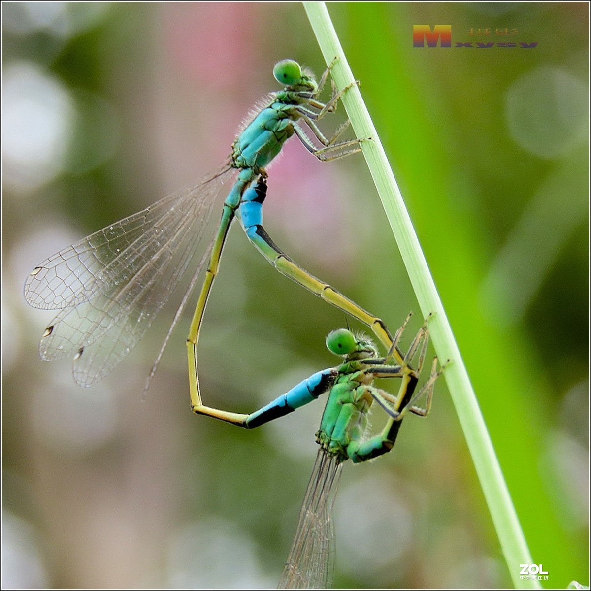 自然光拍豆娘特写