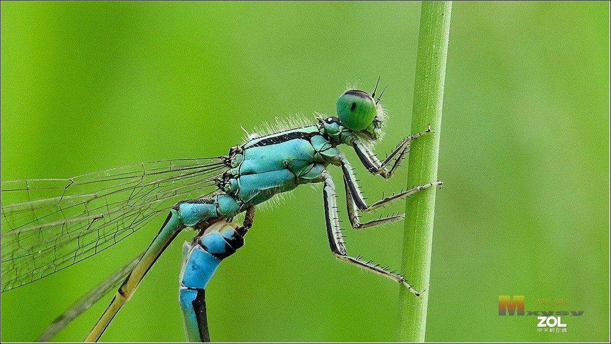 自然光拍豆娘特写