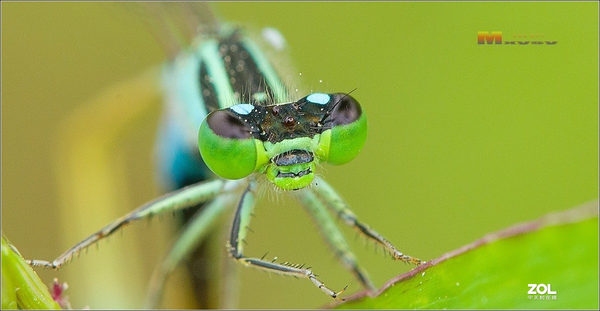 自然光拍豆娘特写
