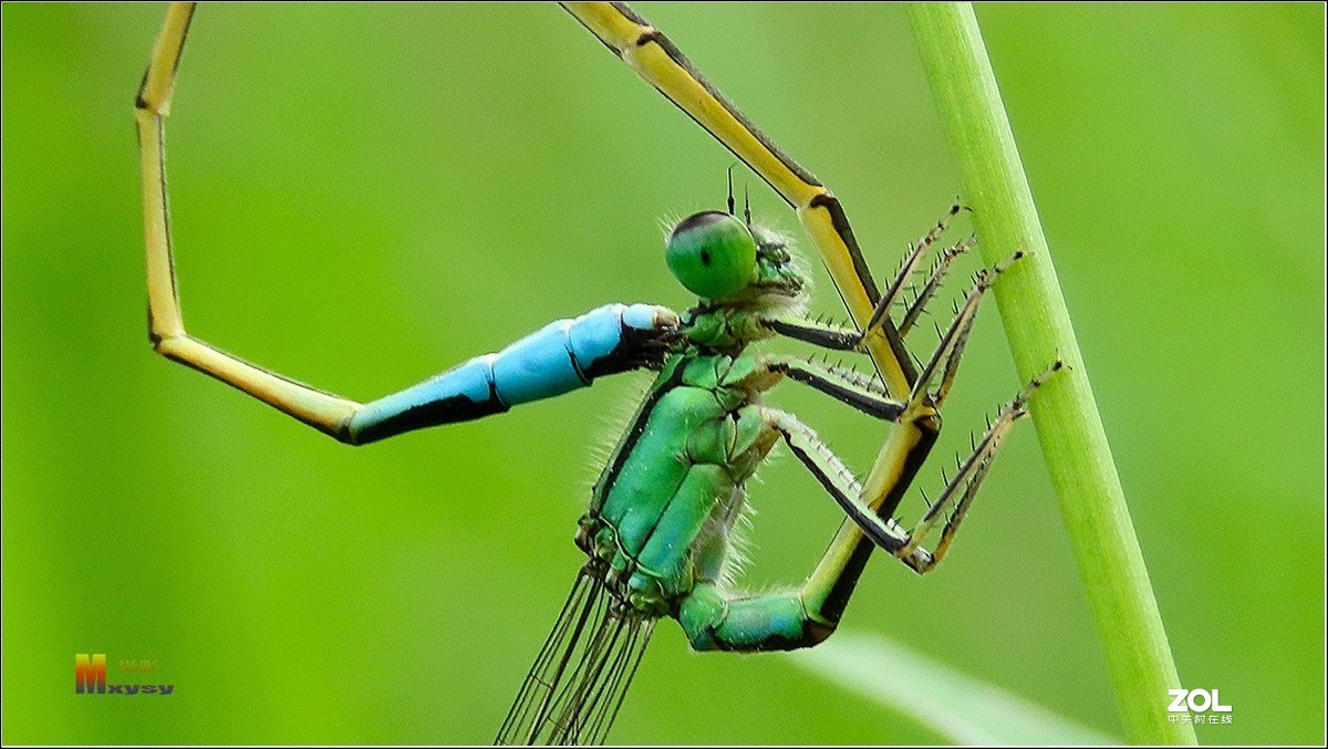 自然光拍豆娘特写