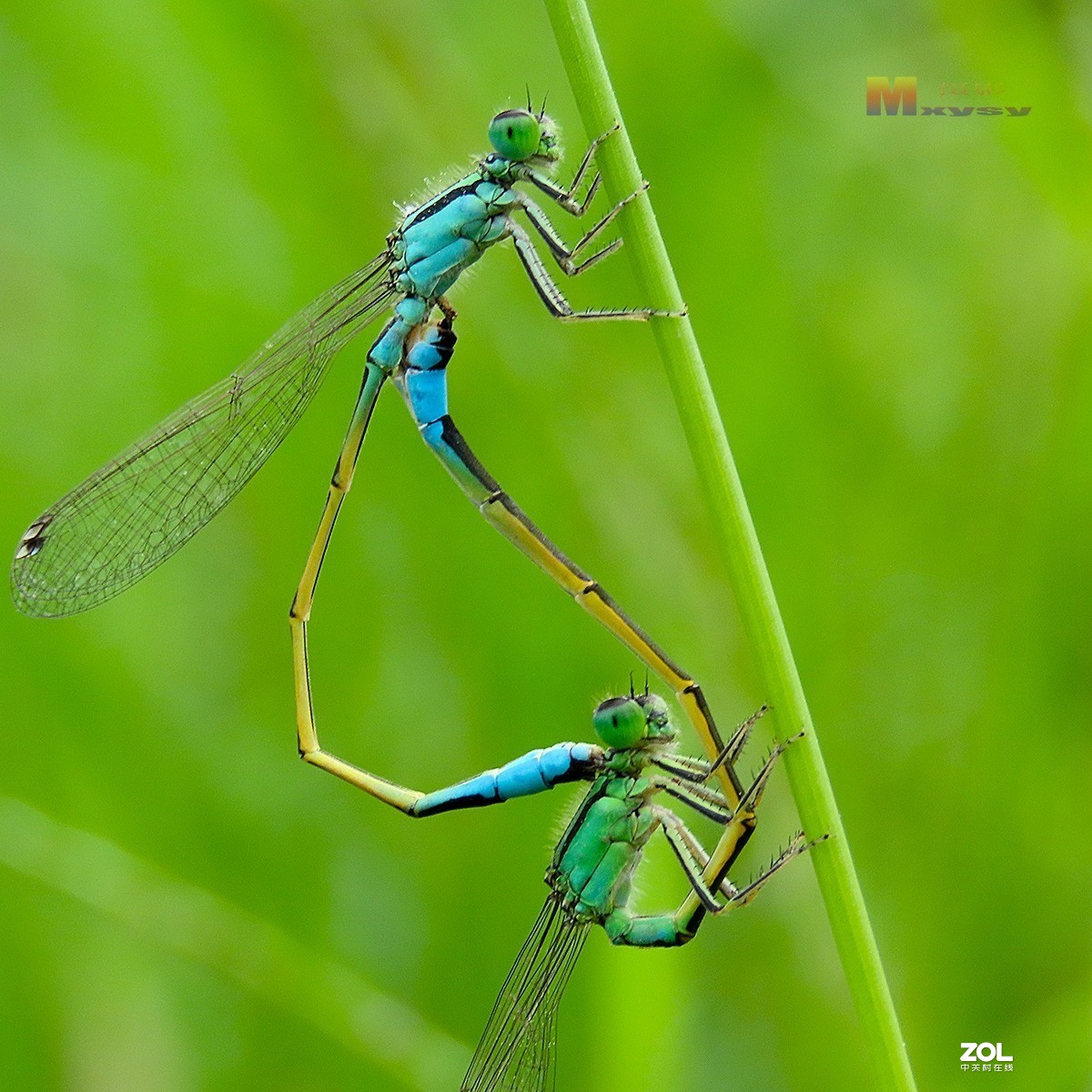 自然光拍豆娘特写